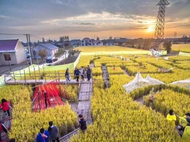 園林綠化栽植之後要開展什麽養護措施？