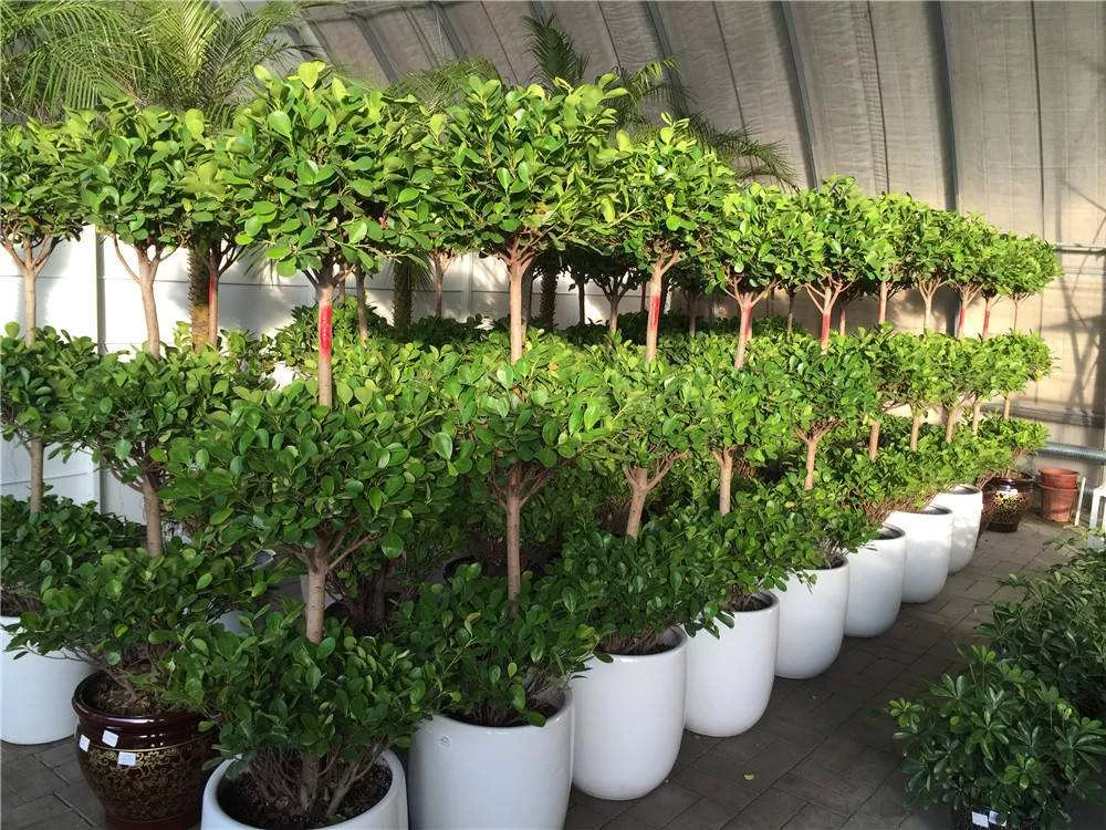 廣州綠植租擺給商場的幾點建議 趕緊收藏起來