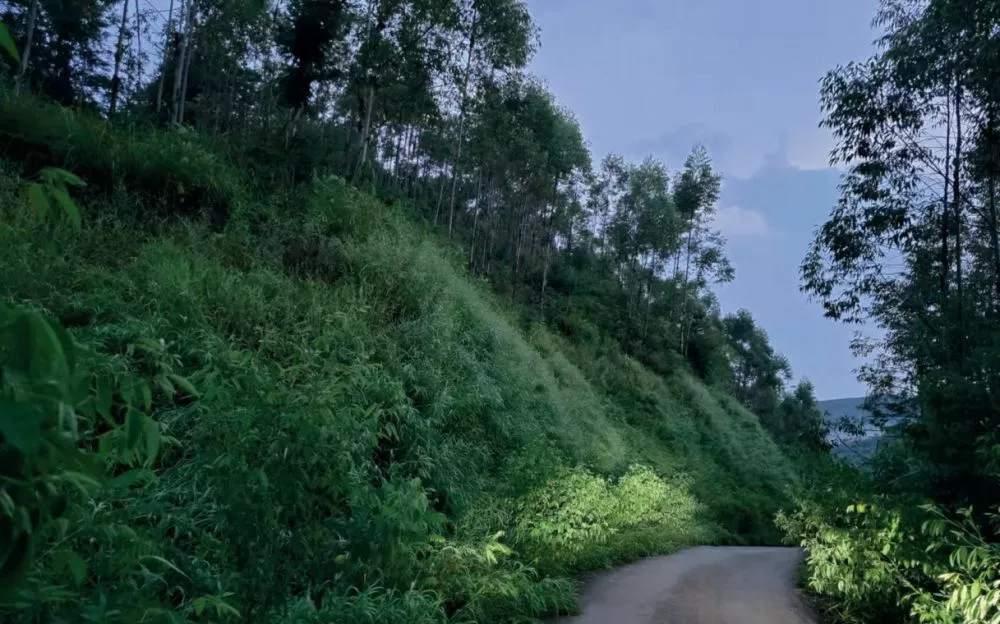 華潤廣東佛岡福鑫風電(diàn)場(chǎng)項目植被恢複工程